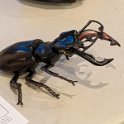 11-2025 (59)  Heller Lucanis Cervus Stag Beetle by Bill Miller